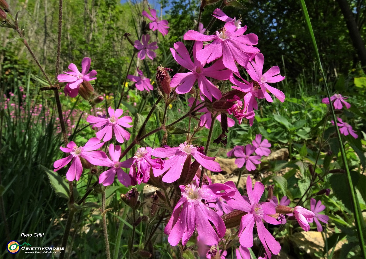 32 Fiori di silene dioica.JPG